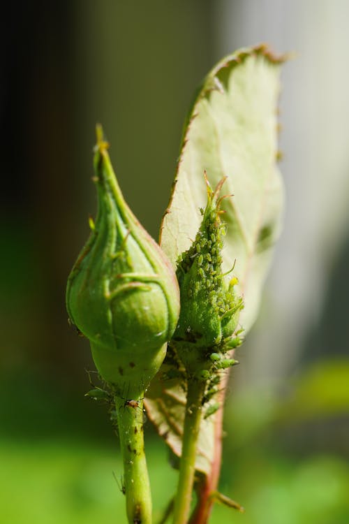 Kostenloses Stock Foto zu blattlaus, entomologie, insekt