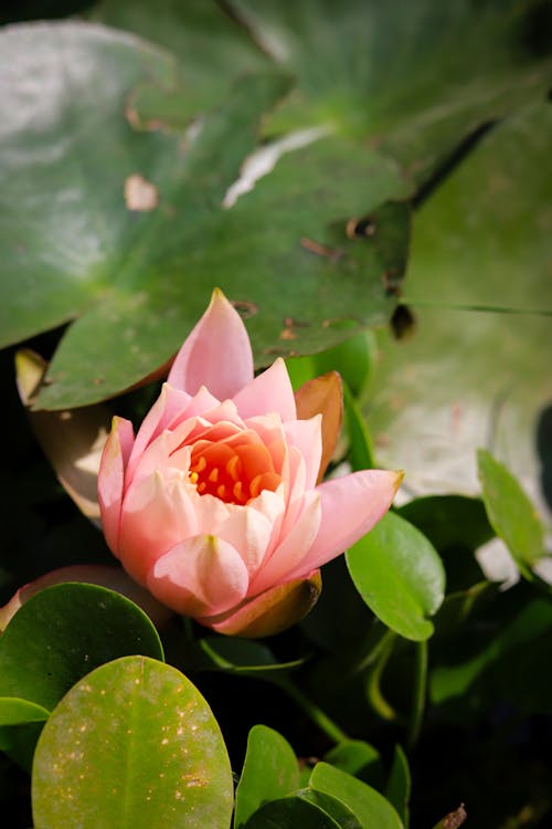 Foto d'estoc gratuïta de bonic, flor de lotus, lotus