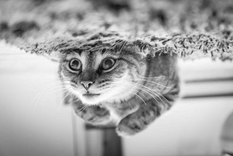 Cat portrait