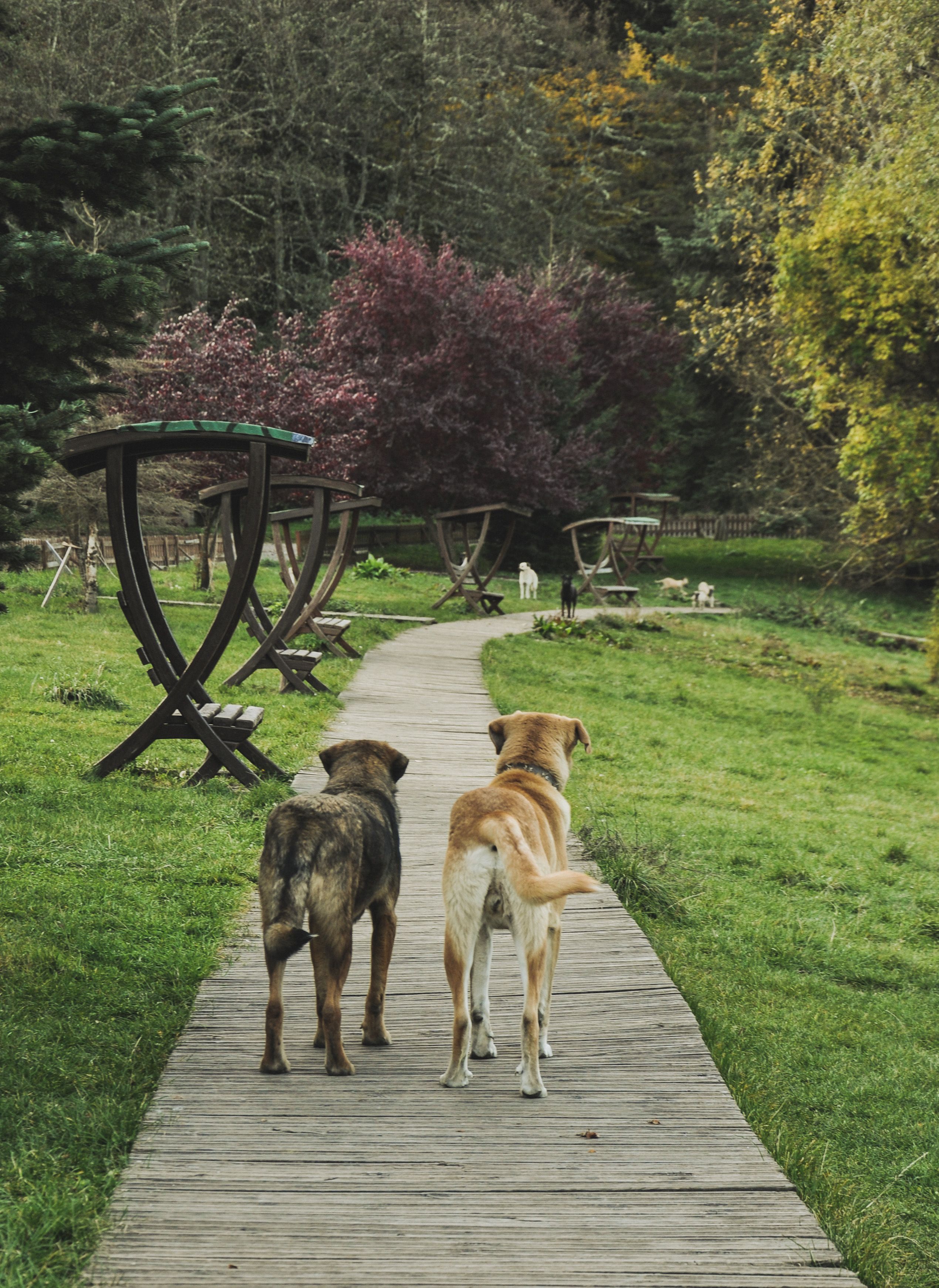 庭で過ごす2匹の犬