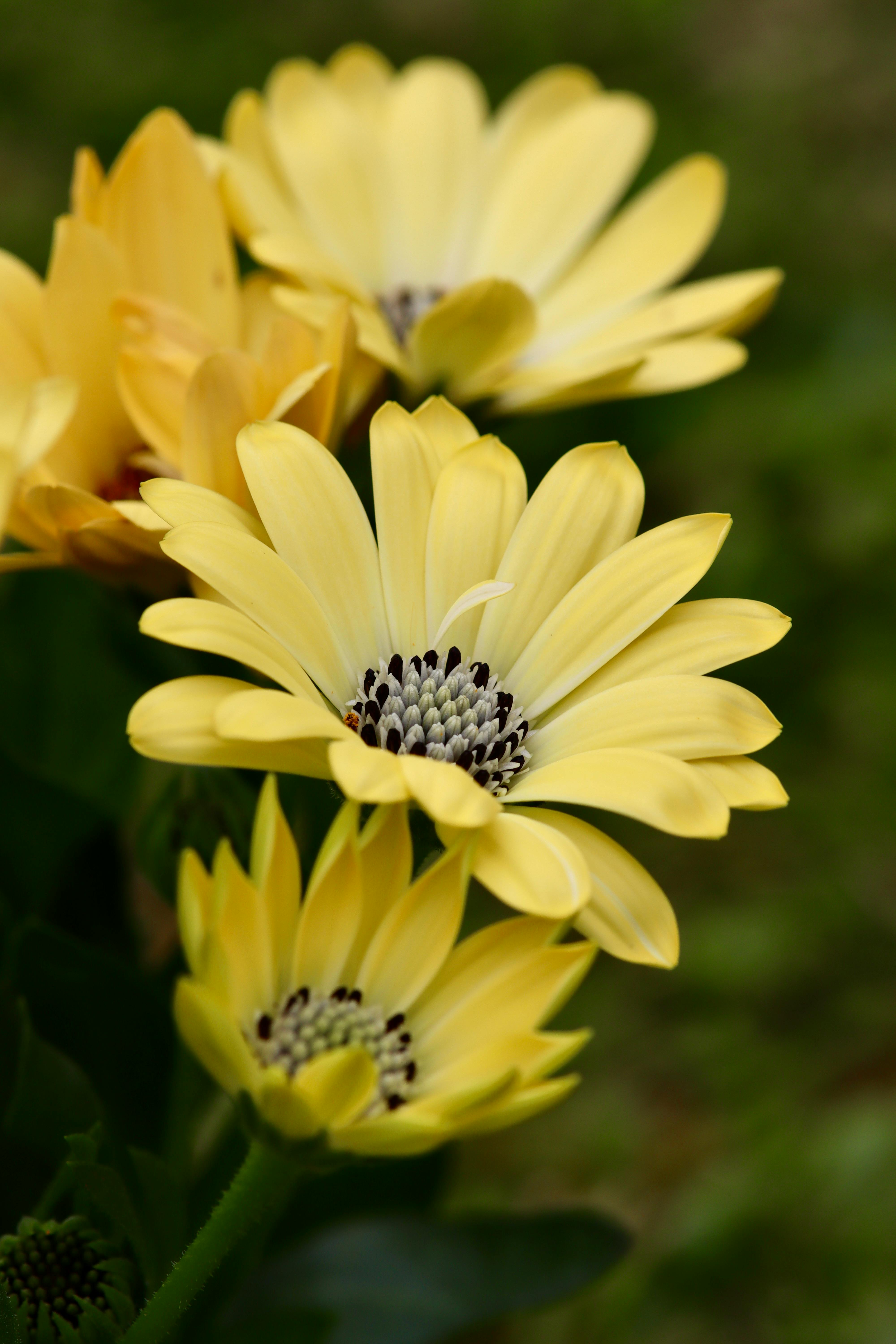 Close-up of vibrant yellow daisies in full bloom showcasing delicate petals and rich color.