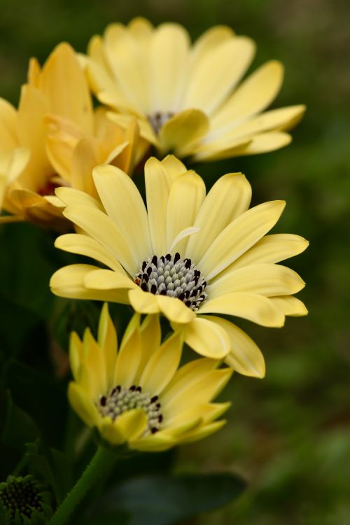 Free Close-up of vibrant yellow daisies in full bloom showcasing delicate petals and rich color. Stock Photo