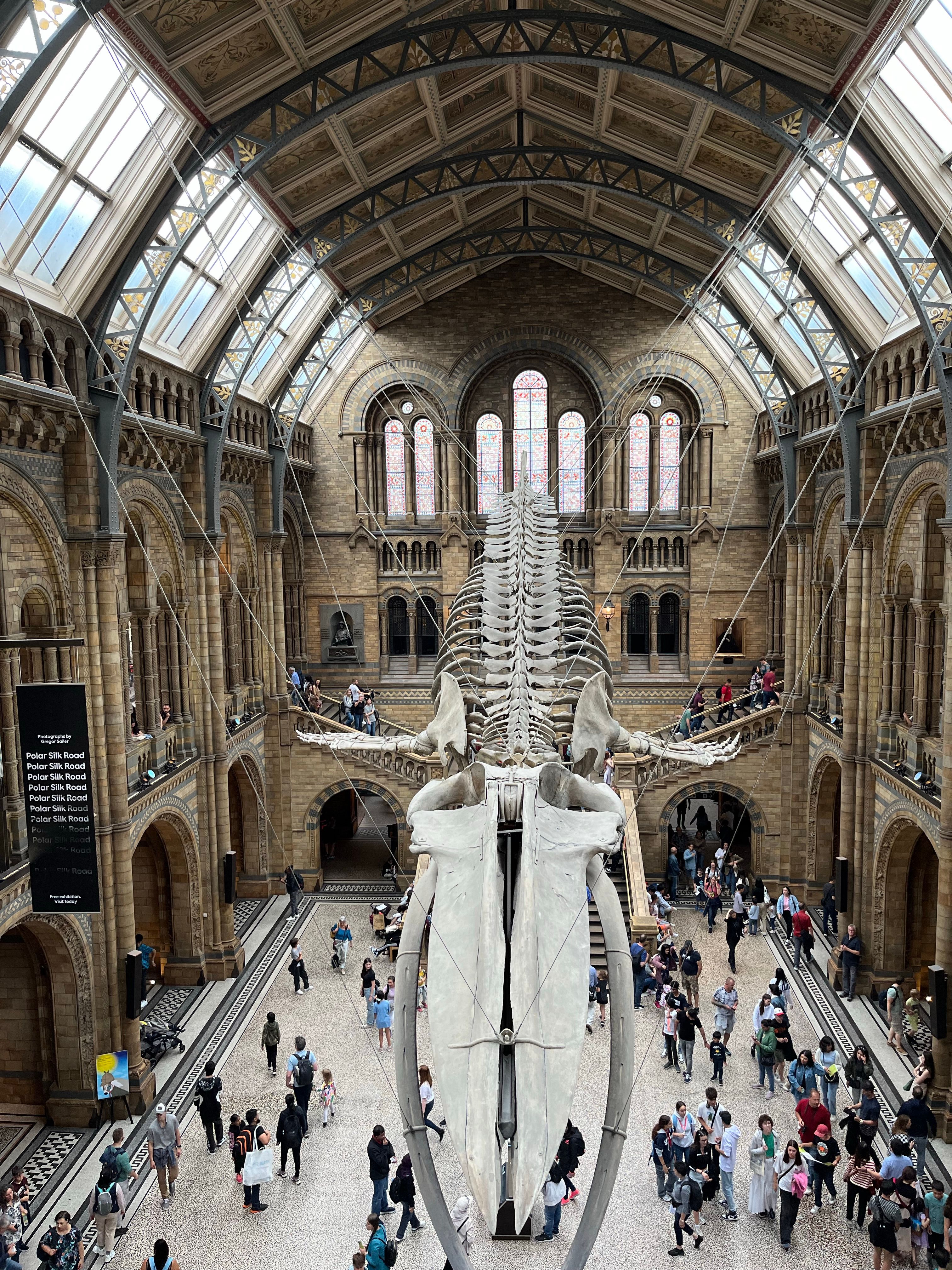 Natural History Museum Interior with Suspended Whale Skeleton · Free ...