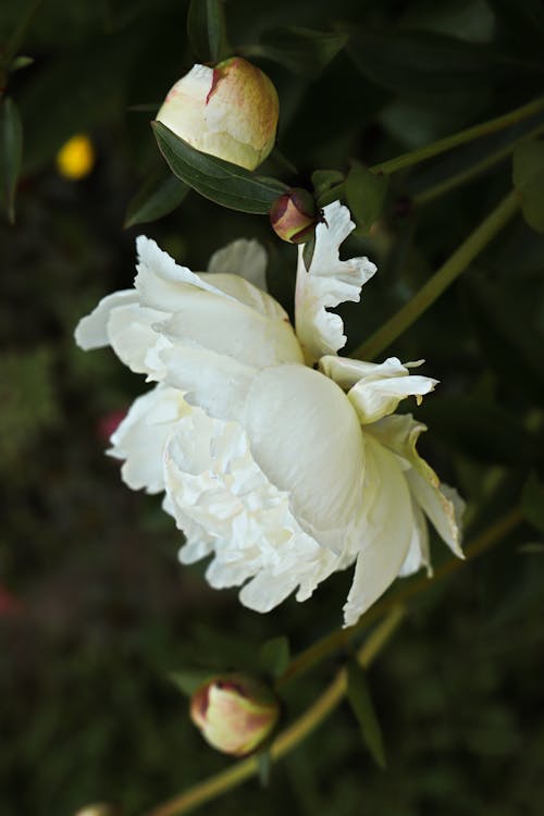 Безкоштовне стокове фото на тему «rosebush, білий, ботаніка»