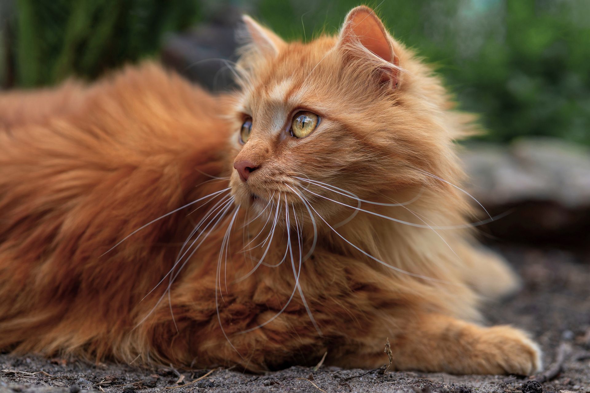 Close-up of a Cat