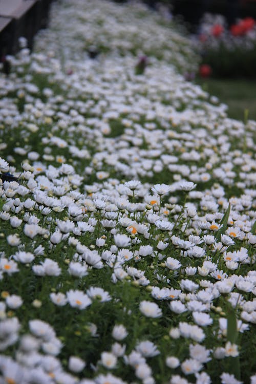 A field of white daisies with green grass