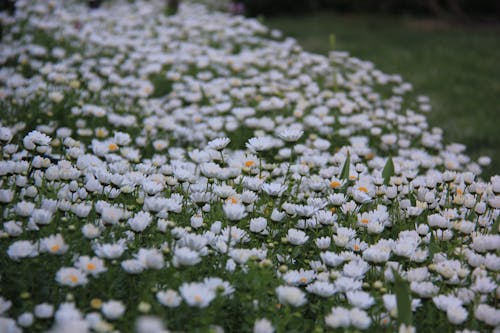 A field of white daisies with yellow centers