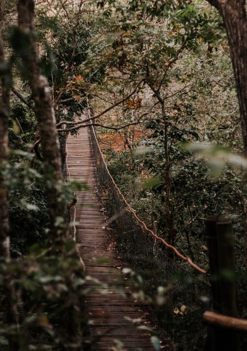 Free Explore a rustic suspension bridge amidst lush greenery in Bonito, Brazil's diverse forest landscape. Stock Photo