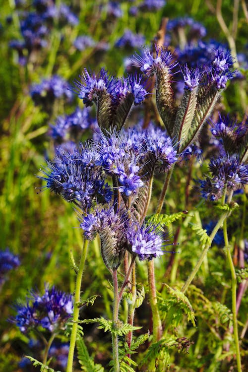 Fotos de stock gratuitas de azul, flores, Flores azules