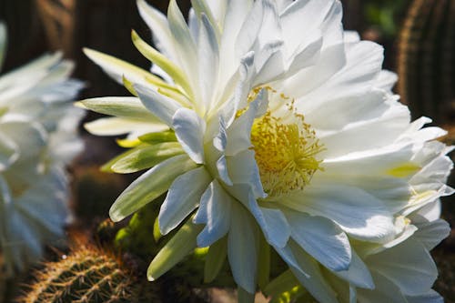 Fotos de stock gratuitas de blanco, flores, Flores blancas