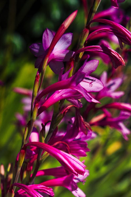 Free stock photo of flowers, plant, purple