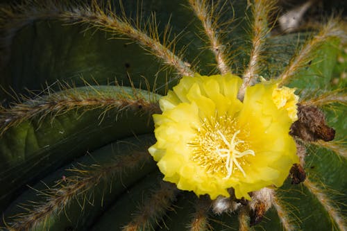 Free stock photo of cactus, flowers, plant