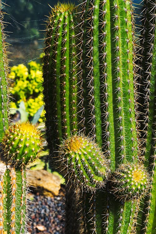 Free stock photo of cactus, flowers, green