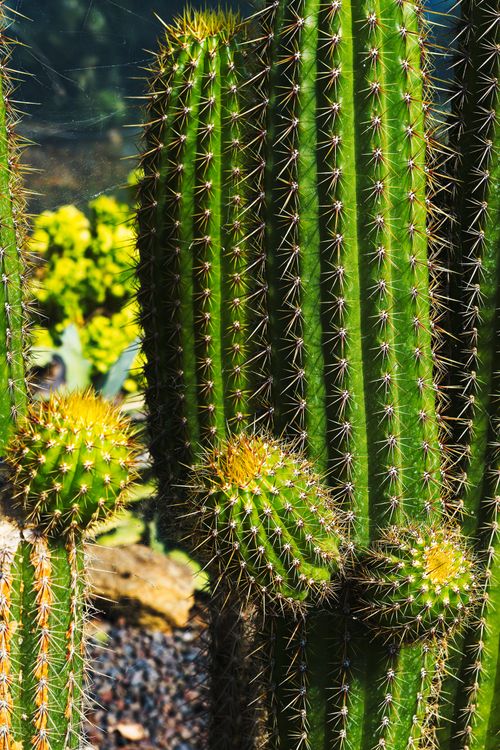 Free Close-up of vibrant green cactus with spines in sunlight, showcasing details and texture. Stock Photo