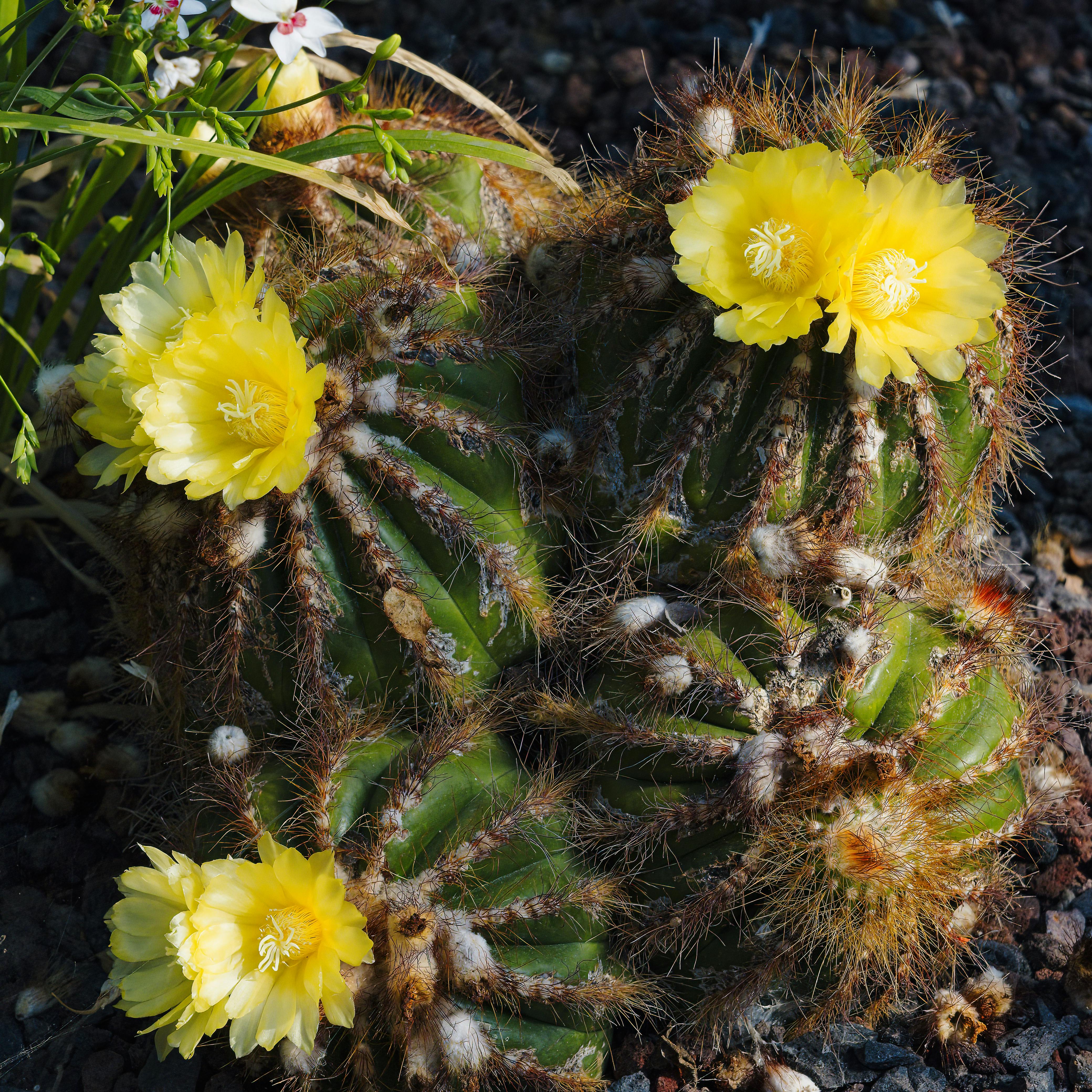 Close-up of vibrant yellow cactus flowers blooming in a botanical setting, showcasing nature's beauty.
