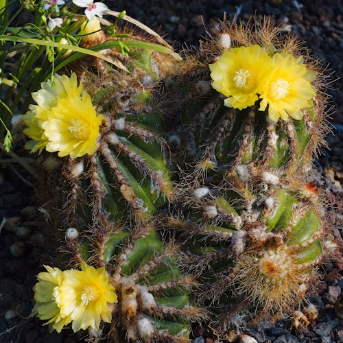 Free stock photo of cactus, flowers, plant