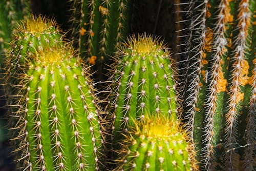 Free stock photo of cactus, flowers, green