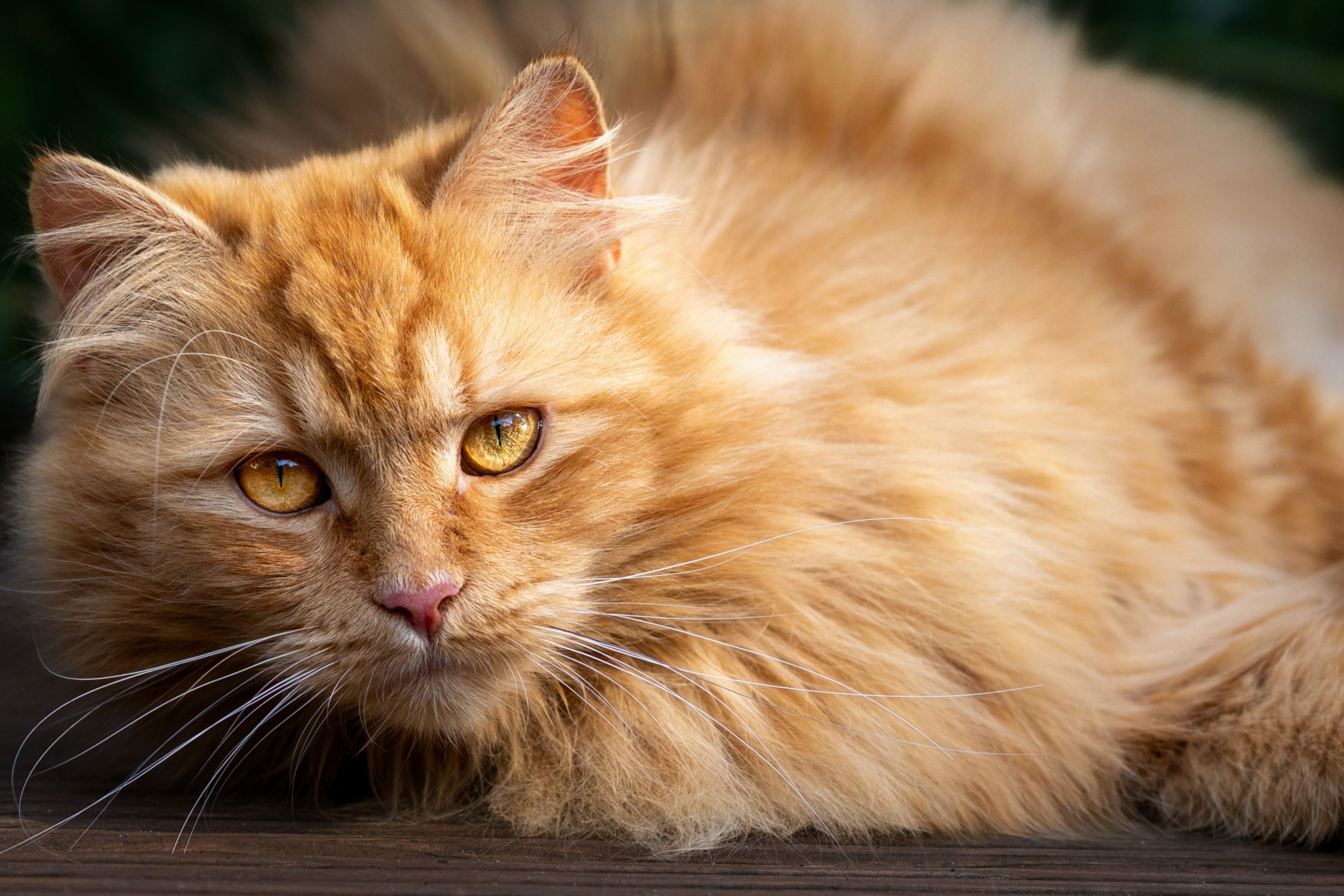 Close-up of a ginger Persian cat with long fur and amber eyes