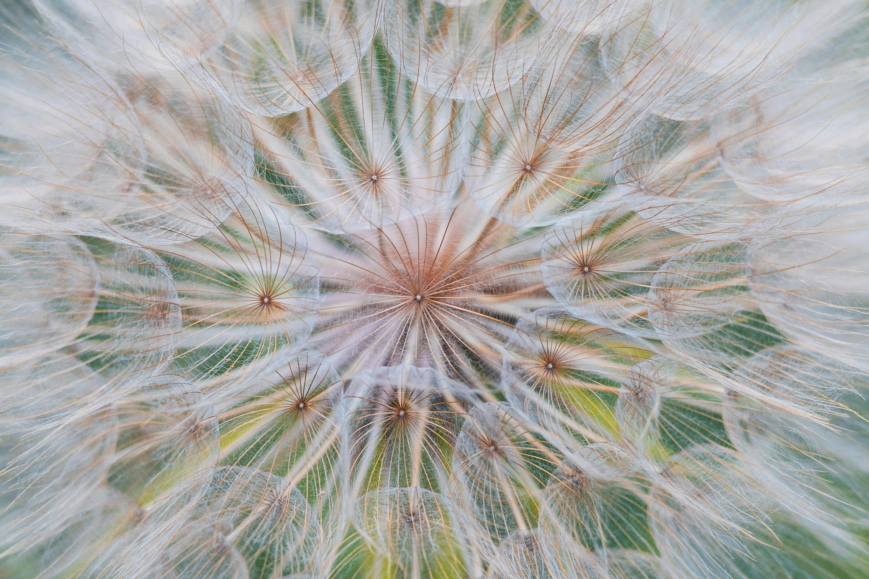 A detailed close-up of a dandelion seed head, showcasing its delicate structure and fine details.