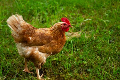 Free A vibrant cockerel standing in a lush green meadow, illustrating rural life. Stock Photo
