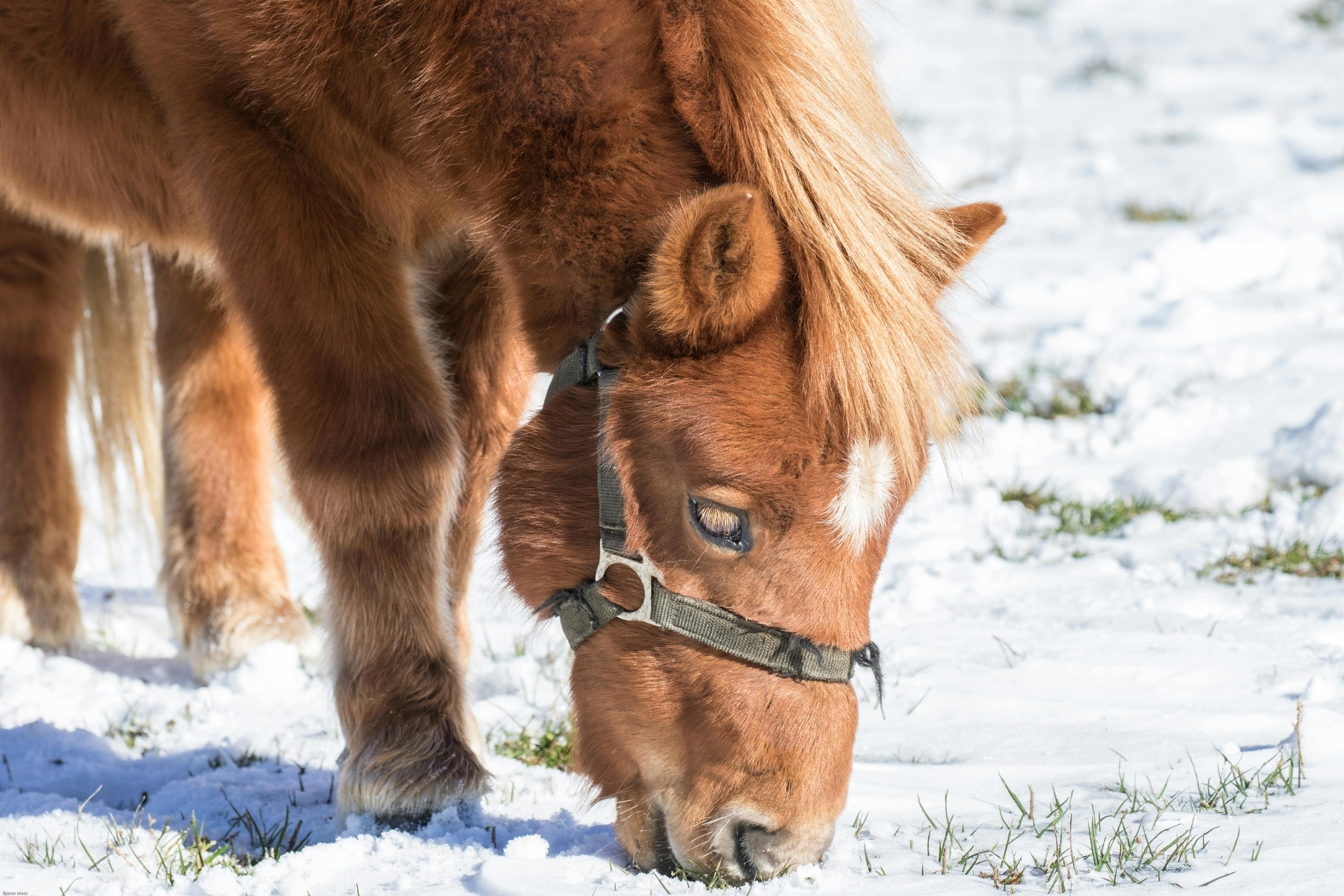 A young pony with a mane grazing on snow-covered grass in a winter meadow.