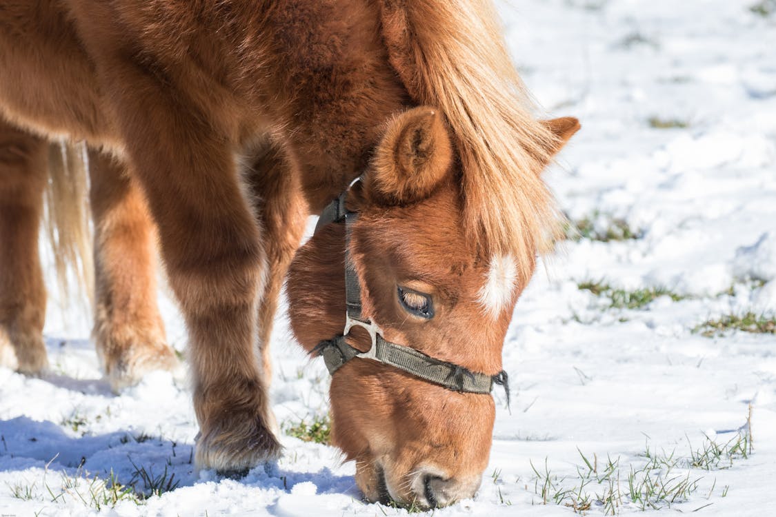 Gratis arkivbilde med dyr, dyreliv, gress