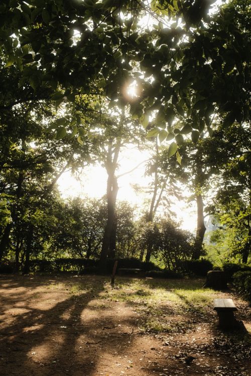 Free A serene forest scene with sunlight filtering through lush green trees, highlighting a wooden bench. Stock Photo