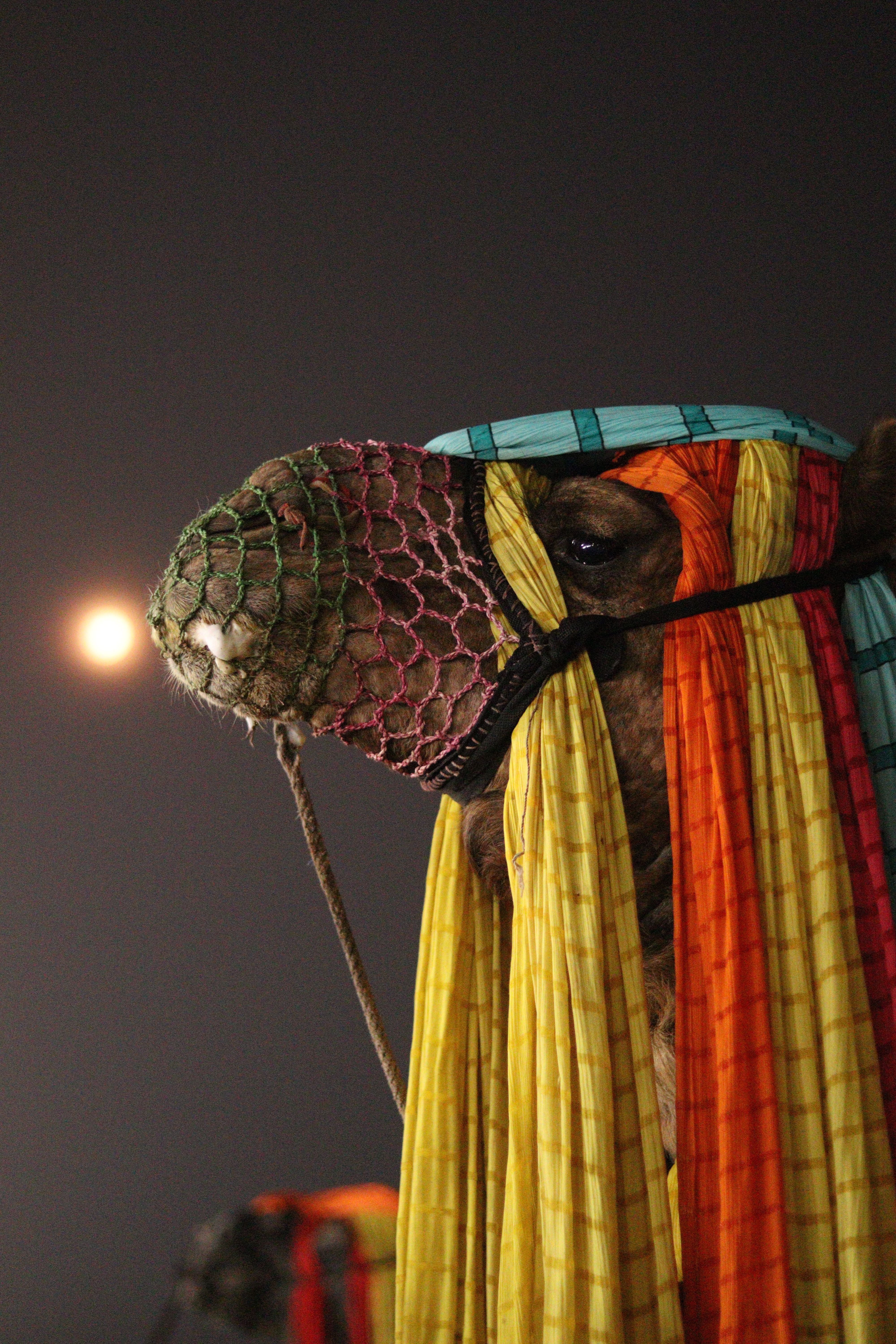 Camel with Colorful Scarves · Free Stock Photo