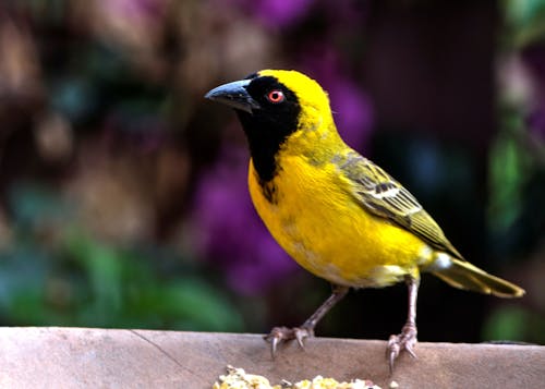 Burung Bertengger Di Luar Ruangan