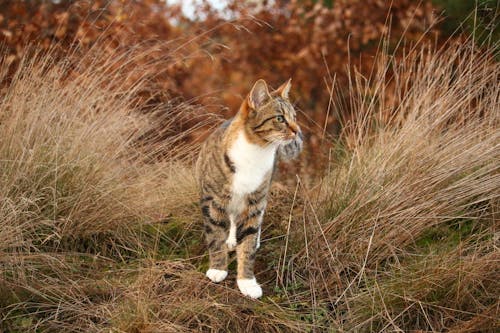 Gros Plan, De, Chat