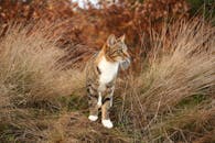 在秋天的荒野中，一只可爱的虎斑猫探索着干草，展现了大自然的色彩与猫科动物的优雅