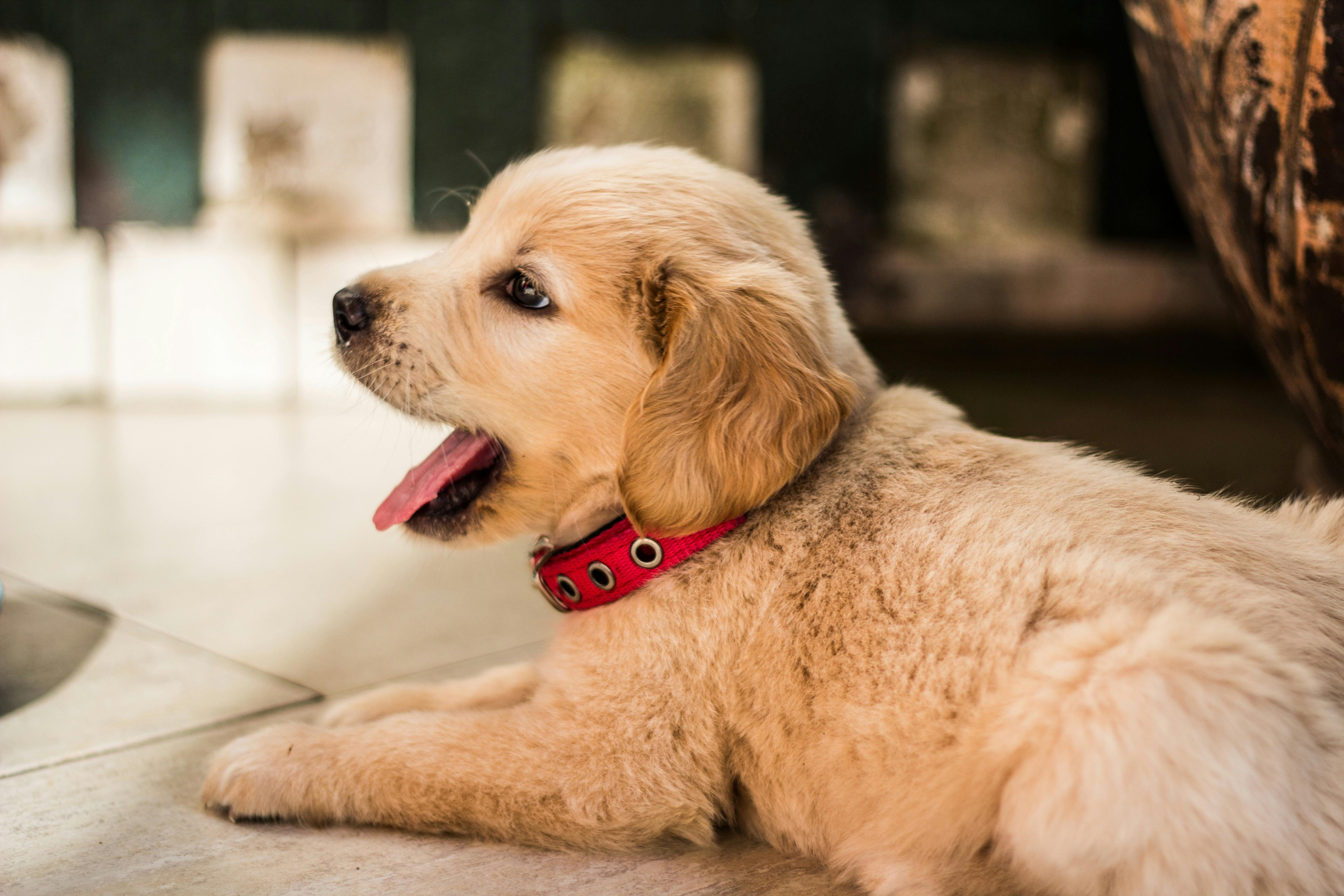 Close-up of Dog Yawning Stock Photo