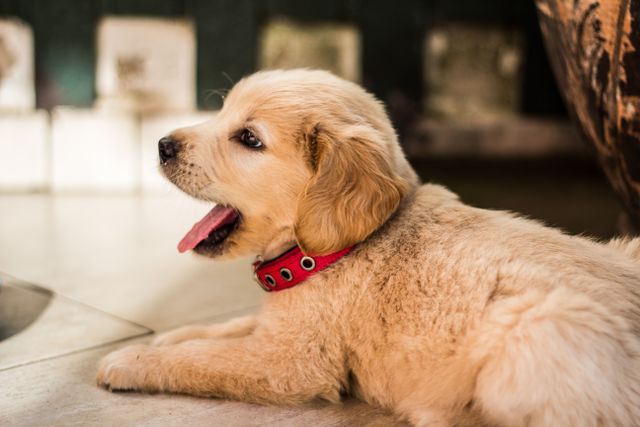 Golden puppy with a red collar lying in the sun