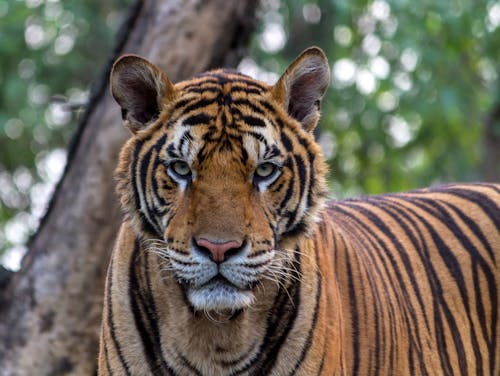 Szczegół Portret Tygrysa