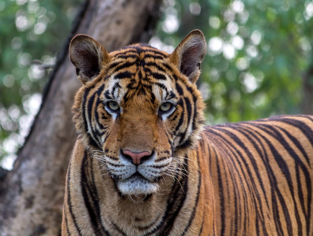 бесплатная Макро портрет тигра Стоковое фото