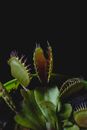 Green Venus Flytraps
