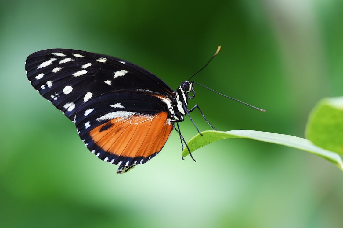 無料 葉の上の蝶のクローズアップ 写真素材