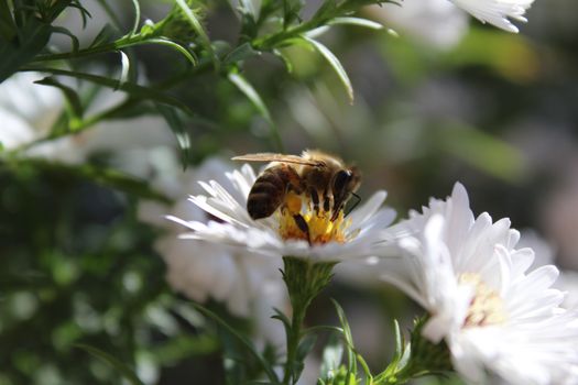 在阳光明媚的夏日花园里，一只蜜蜂从白色雏菊中采集花蜜