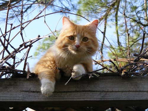 Free Low Angle Portrait of Cat on Tree Against Sky Stock Photo