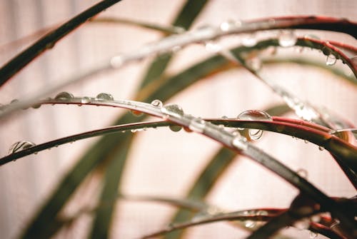 Free stock photo of flower, green, leaf