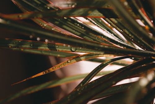 Water Dew on Leaves