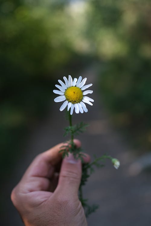 Fotobanka s bezplatnými fotkami na tému divý, exteriéry, farba