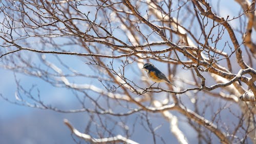 Fotos de stock gratuitas de al aire libre, alas, animal