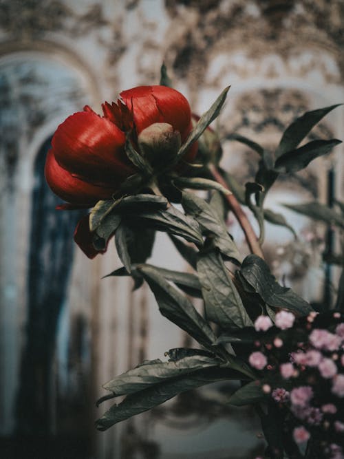 Бесплатное стоковое фото с красный цветок, пионы, цветы