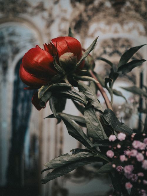 Free Close-up of a red peony bloom against a blurred vintage interior backdrop, highlighting elegance and nature. Stock Photo
