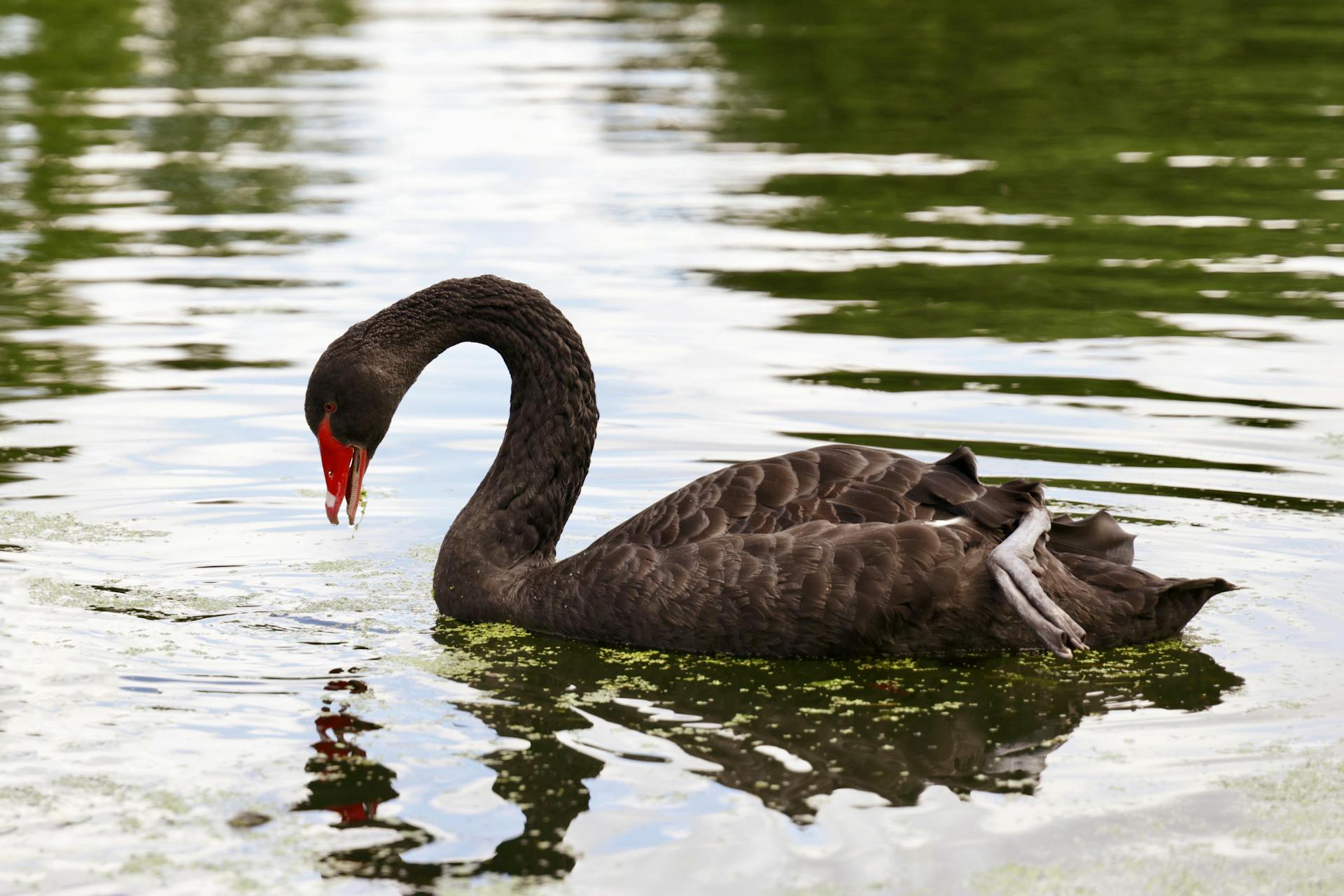 Black Swan