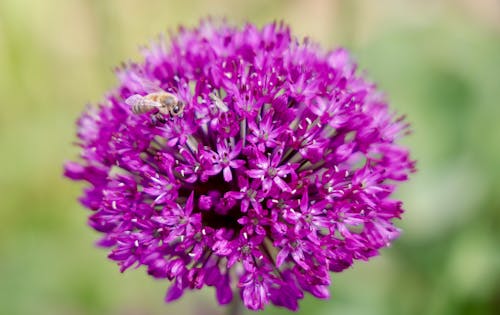 Imagine de stoc gratuită din albine, allium, anotimp