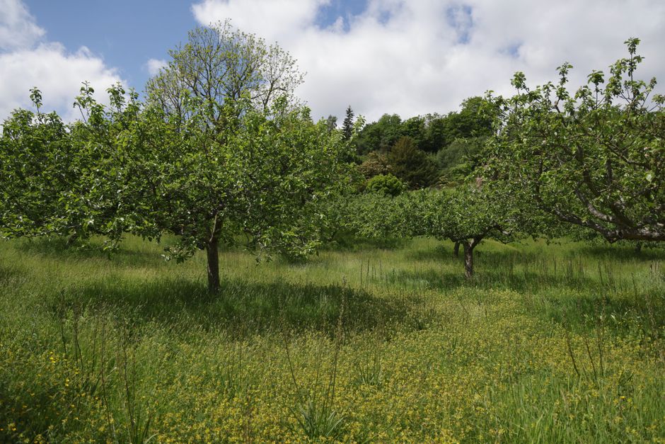 Scenic view of a lush green orchard on a sunny day with vibrant wildflower meadow.