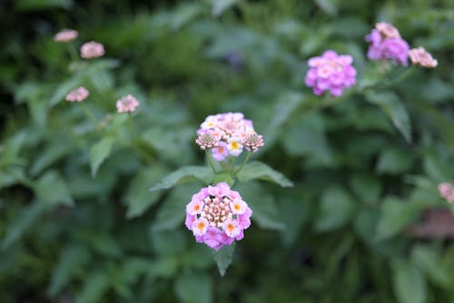 Free stock photo of 23mm, beautiful flower, fujifilm