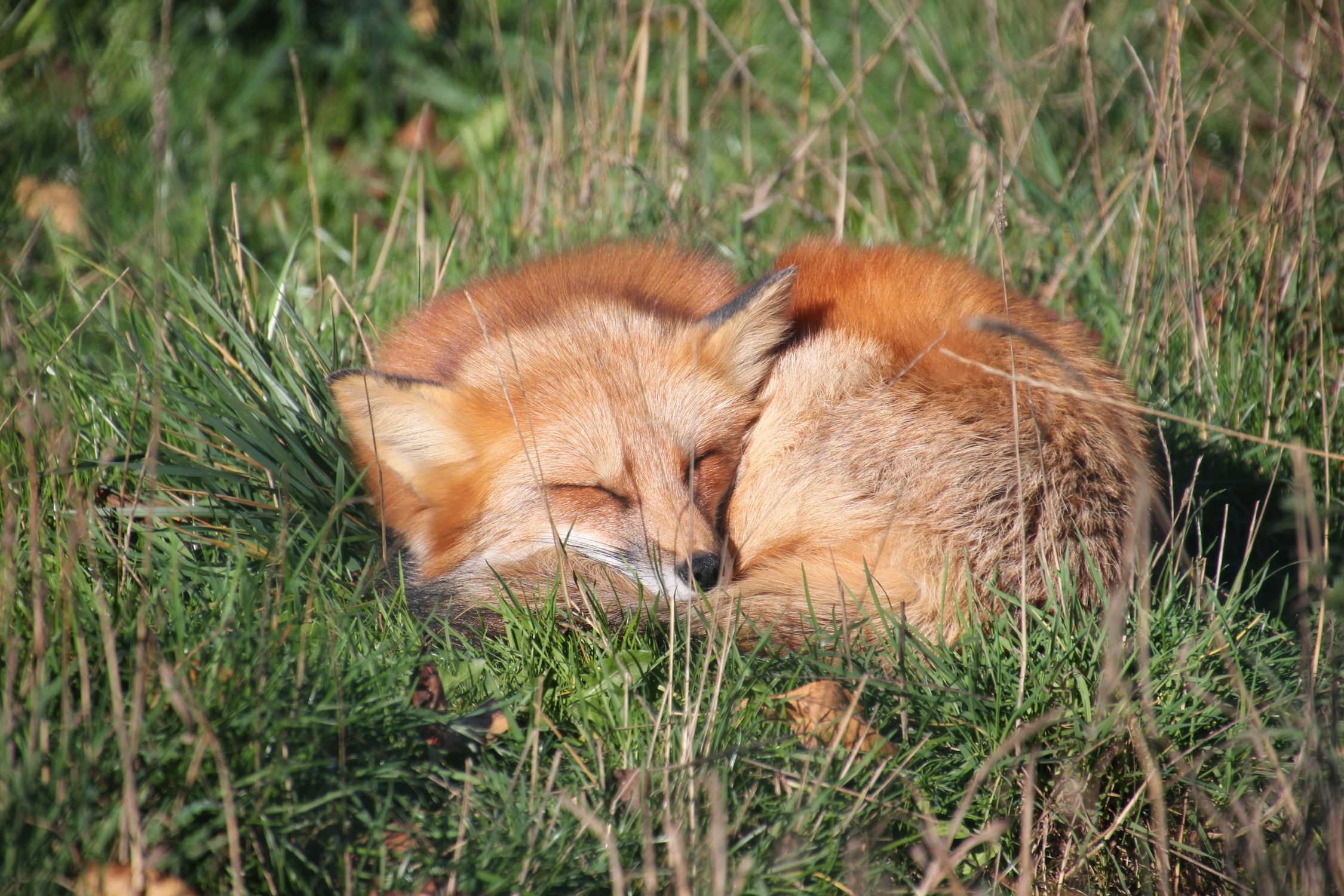Fox Sleeping In Grass Free Stock Photo fox-sleeping-in-grass-free-stock-photo